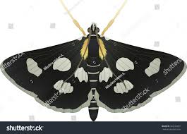 Attēlu rezultāti vaicājumam “Anania funebris”