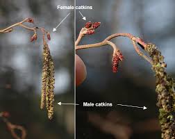 Attēlu rezultāti vaicājumam “Alnus incana female flower”