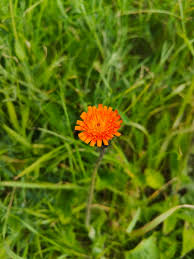 Attēlu rezultāti vaicājumam “Pilosella aurantiaca flower”