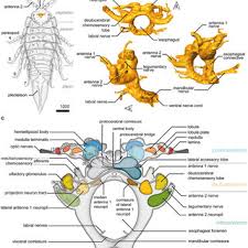 Attēlu rezultāti vaicājumam “Saduria entomon”