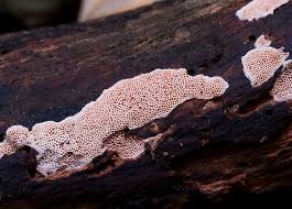 Attēlu rezultāti vaicājumam “Ceriporia purpurea”