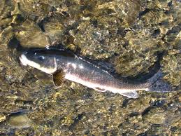 Image result for Catostomus commersonii