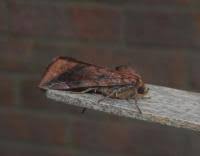 Attēlu rezultāti vaicājumam “Cosmia pyralina”