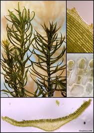 Attēlu rezultāti vaicājumam “Polytrichastrum pallidisetum cells”