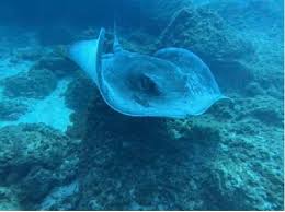 Image result for Harbour Lights Snorkelling Club (HLSC)