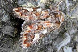 Attēlu rezultāti vaicājumam “Panolis flammea”