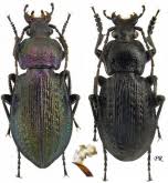 Attēlu rezultāti vaicājumam “Carabus arcensis”