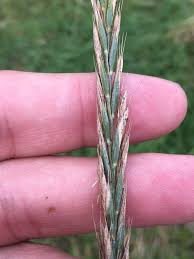 Attēlu rezultāti vaicājumam “Elytrigia repens”