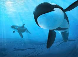 Image result for Orcinus orca