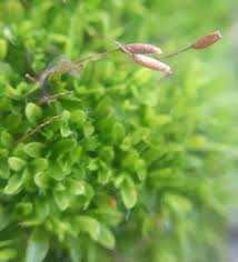 Attēlu rezultāti vaicājumam “Tortula truncata”