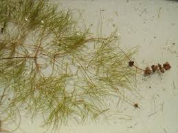 Attēlu rezultāti vaicājumam “Stuckenia pectinata”