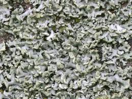 Attēlu rezultāti vaicājumam “Physcia tenella”