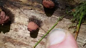 Attēlu rezultāti vaicājumam “Stemonitis axifera young”