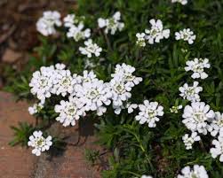 Image result for Iberis umbellata