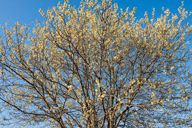 Attēlu rezultāti vaicājumam “Salix caprea leaf”