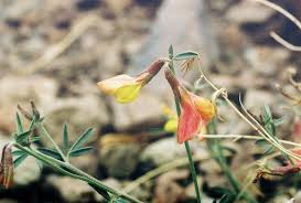 Attēlu rezultāti vaicājumam “Leguminosae”