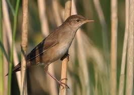 Image result for Locustella luscinioides