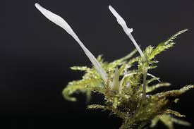 Attēlu rezultāti vaicājumam “Eocronartium muscicola”