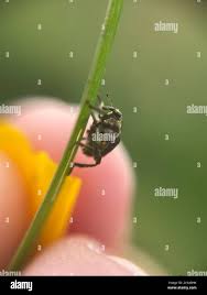 Attēlu rezultāti vaicājumam “Mononychus punctumalbum”