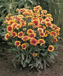 Image result for Gaillardia
