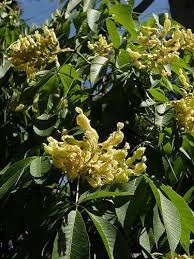 Attēlu rezultāti vaicājumam “Aesculus flava”