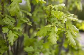 Attēlu rezultāti vaicājumam “Quercus robur Fastigiata leaf”
