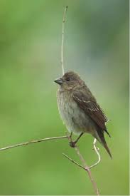 Attēlu rezultāti vaicājumam “Carpodacus erythrinus”