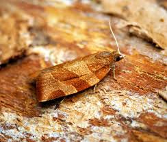 Attēlu rezultāti vaicājumam “Pandemis cinnamomeana”