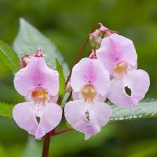 Attēlu rezultāti vaicājumam “Impatiens glandulifera flower”