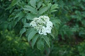 Attēlu rezultāti vaicājumam “Sambucus”