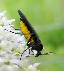 Attēlu rezultāti vaicājumam “Sciara analis”