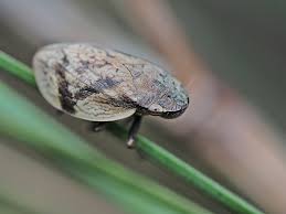 Attēlu rezultāti vaicājumam “Lepyronia coleoptrata”