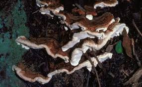 Attēlu rezultāti vaicājumam “Heterobasidion annosum”