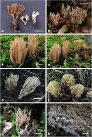 Attēlu rezultāti vaicājumam “Lentaria”