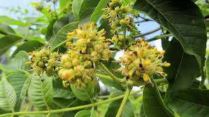 Attēlu rezultāti vaicājumam “Phellodendron amurense flower”
