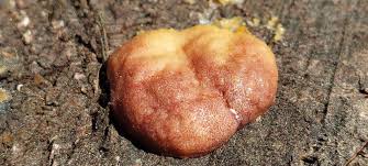 Attēlu rezultāti vaicājumam “Amaurochaete atra”