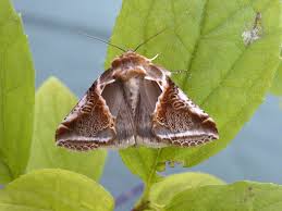 Attēlu rezultāti vaicājumam “Habrosyne pyritoides”