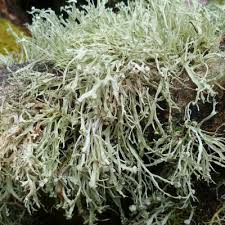 Attēlu rezultāti vaicājumam “Ramalina calicaris”