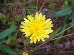 Attēlu rezultāti vaicājumam “Leontodon autumnalis  flower”