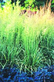Attēlu rezultāti vaicājumam “Calamagrostis canescens fruit”
