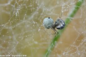 Attēlu rezultāti vaicājumam “Phylloneta sp.”