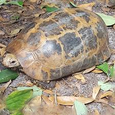 Attēlu rezultāti vaicājumam “Tortula lingulata macro”