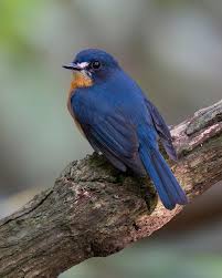 Attēlu rezultāti vaicājumam “Muscicapidae”