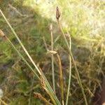 Attēlu rezultāti vaicājumam “Eleocharis quinqueflora”