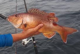 Image result for Petrus rupestris