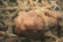 Attēlu rezultāti vaicājumam “Comatricha fragilis”