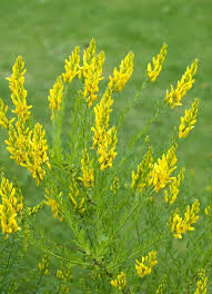 Image result for Genista tinctoria