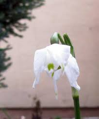 Attēlu rezultāti vaicājumam “Leucojum vernum var. carpathicum”