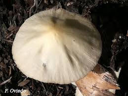 Attēlu rezultāti vaicājumam “Collybia sp.”