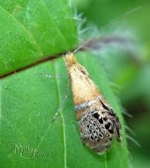 Attēlu rezultāti vaicājumam “Adelidae”